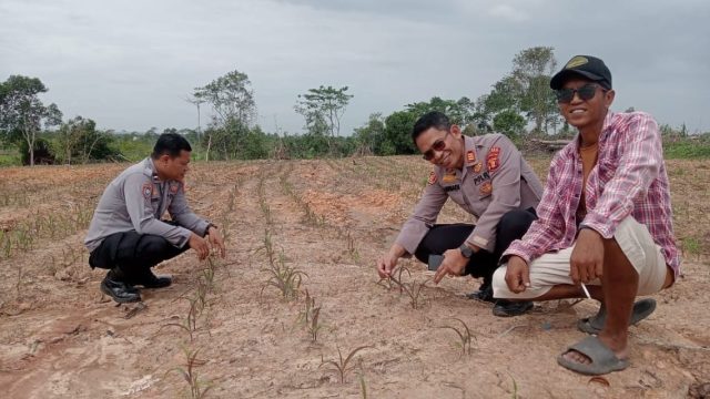 Dukung Swasembada Pangan 2026, AKP Asriadi Tinjau Lahan Jagung PT PIK